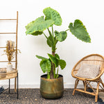 Load image into Gallery viewer, Alocasia Portodora enkele stam - 180cm
