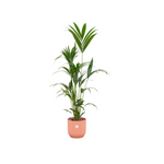 Load image into Gallery viewer, Kentia palm inclusief elho Vibes Fold Round roze - 160cm - Ø30
