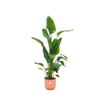 Load image into Gallery viewer, Strelitzia Nicolai inclusief elho Vibes Fold Round roze - 160cm - Ø30
