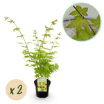 Load image into Gallery viewer, Set van 2 Japanse Esdoorn - Acer palmatum Summergold - Geel
