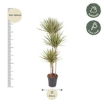 Load image into Gallery viewer, Dracaena Bicolor - 150 cm - ø24
