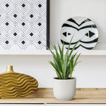 Load image into Gallery viewer, 3x Sansevieria Kirkii - 38 cm - ø12
