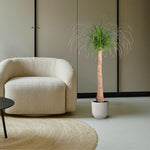 Load image into Gallery viewer, Beaucarnea stam - 120 cm - ø32
