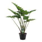 Load image into Gallery viewer, Alocasia Portodora - 140 cm - Ø34cm
