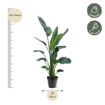 Load image into Gallery viewer, Strelitzia Nicolai XXL - 190 - 225 cm - ø27-ø30
