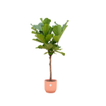 Load image into Gallery viewer, Ficus Lyrata stam inclusief elho Vibes Fold Round roze - Ø30cm - ↕150cm
