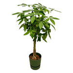 Load image into Gallery viewer, Pachira Aquatica inclusief elho Greenville Round groen - 160cm - Ø30
