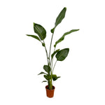 Load image into Gallery viewer, 2x Strelitzia Nicolai - 130 cm - Ø17
