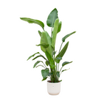 Load image into Gallery viewer, Strelitzia Nicolai inclusief elho Vibes Fold Round wit - 180 cm - Ø30
