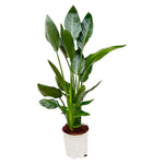 Load image into Gallery viewer, Strelitzia Reginae - 100 cm - Ø19
