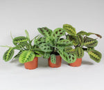 Load image into Gallery viewer, Maranta Leuconeura &#39;Fascinator&#39; Mix - 3 stuks - Ø12cm - ↕20cm
