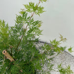 Load image into Gallery viewer, Set van 2 Japanse Esdoorn - Acer palmatum Emerald Lace - Groen
