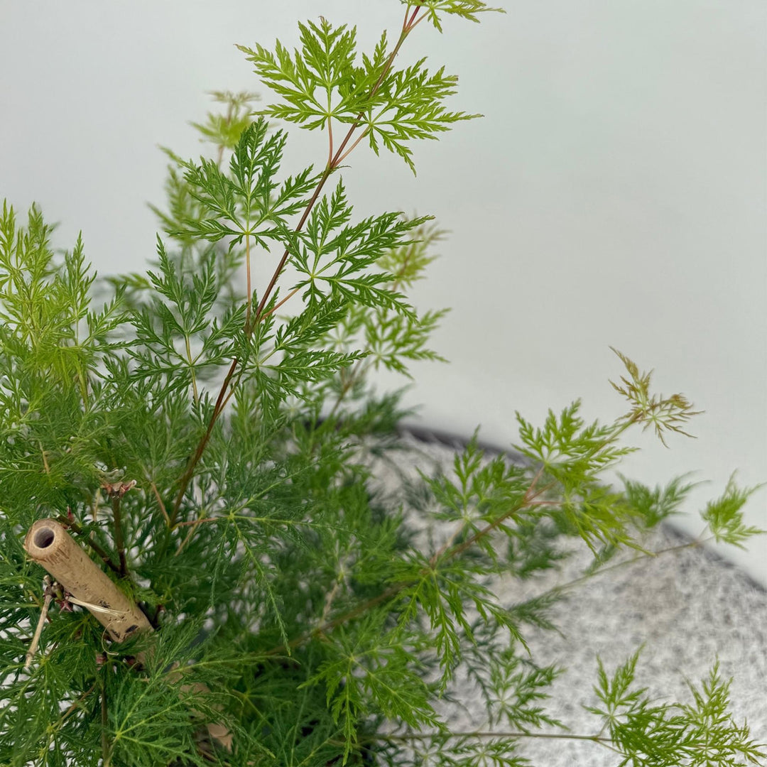 Set van 2 Japanse Esdoorn - Acer palmatum Emerald Lace - Groen