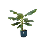 Load image into Gallery viewer, Bananenplant (Musa) inclusief elho Vibes Fold Round roze Ø22 - 100 cm
