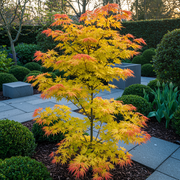Set van 2 Japanse Esdoorn - Acer palmatum Orange Dream - Oranje