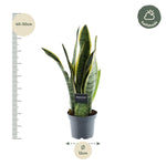 Load image into Gallery viewer, Sansevieria Laurentii - 45 cm - ø12
