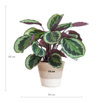 Load image into Gallery viewer, Calathea Medaillon met Lissabon mand wit - 65cm - Ø19

