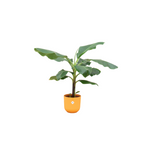 Load image into Gallery viewer, Bananenplant (Musa) inclusief elho Jazz Round lila Ø23 - 100 cm
