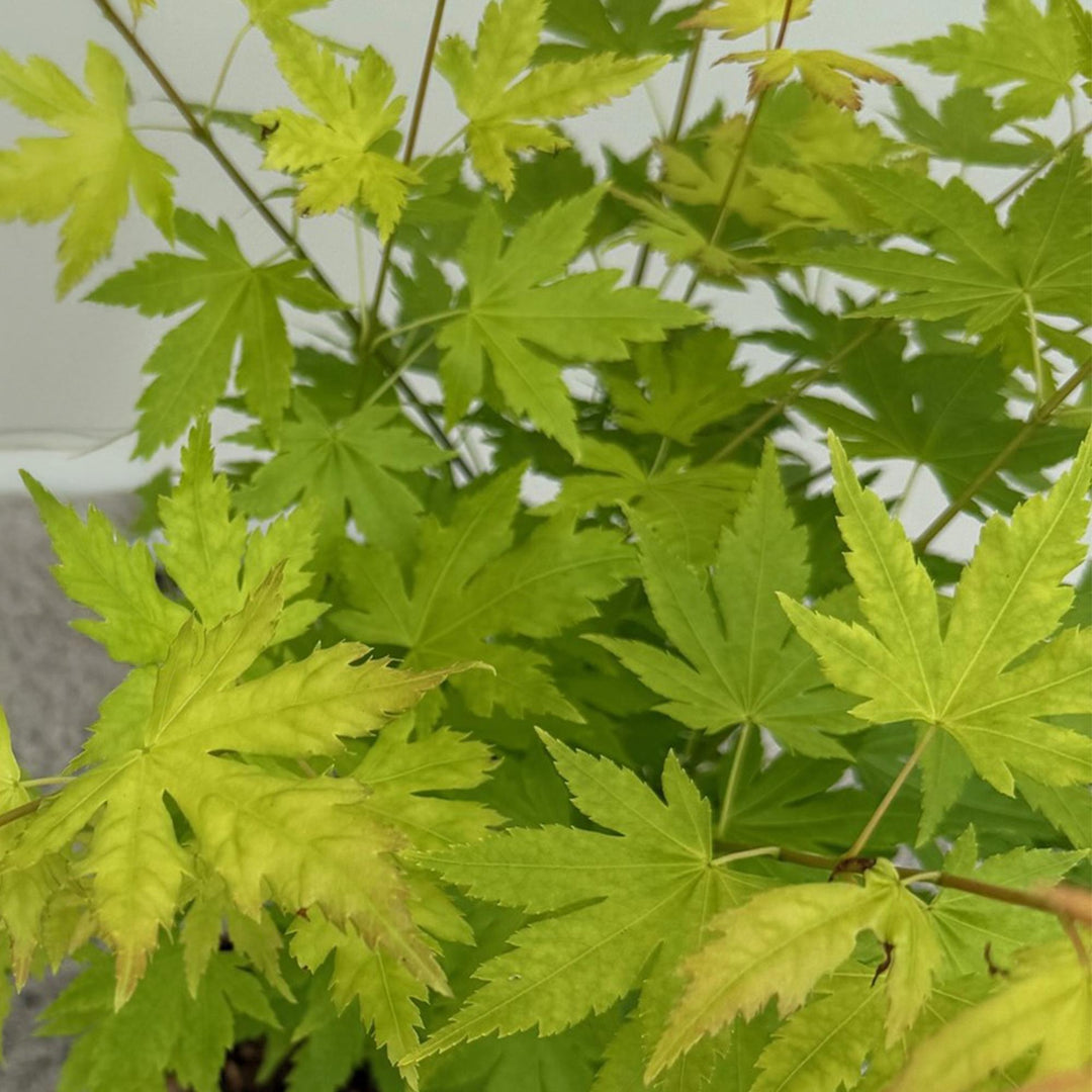 Set van 2 Japanse Esdoorn - Acer palmatum Orange Dream - Oranje