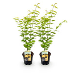 Load image into Gallery viewer, Set van 2 Japanse Esdoorn - Acer palmatum Jordan - Geel
