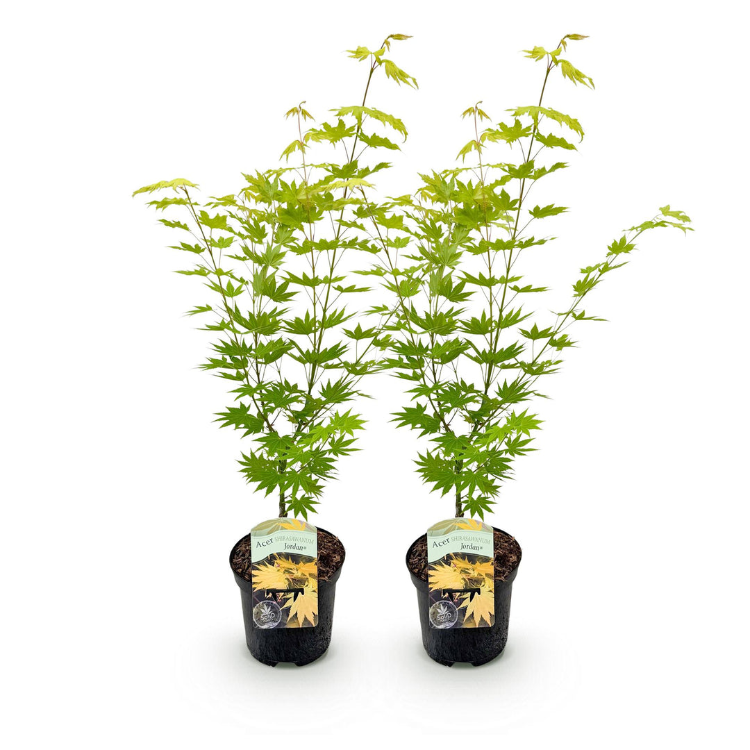 Set van 2 Japanse Esdoorn - Acer palmatum Jordan - Geel