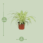 Load image into Gallery viewer, Chlorophytum - Ø12cm - ↕25cm

