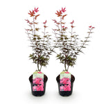 Load image into Gallery viewer, Set van 2 Japanse Esdoorn - Acer palmatum Skeetsers Broom - Paars
