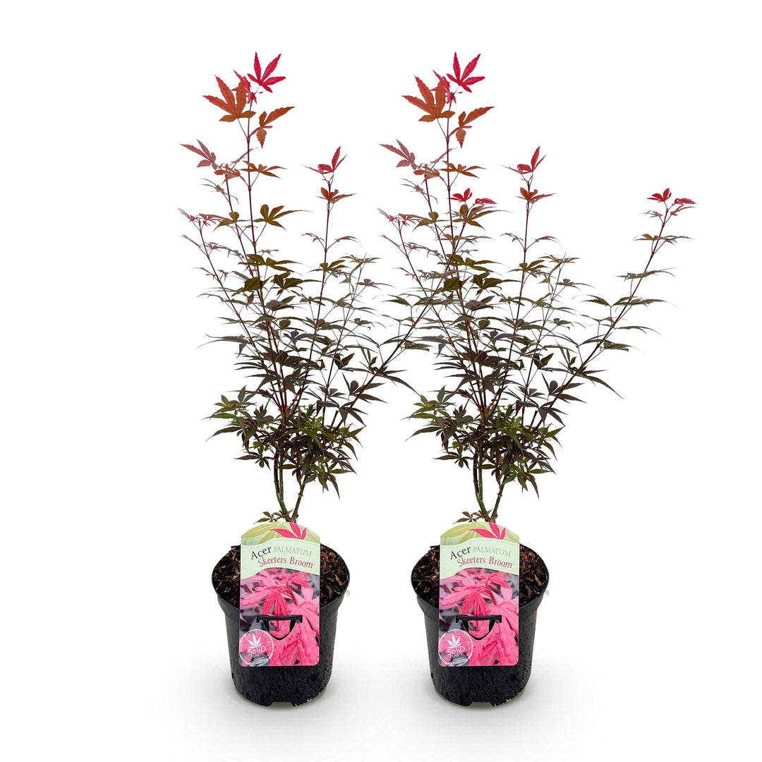 Set van 2 Japanse Esdoorn - Acer palmatum Skeetsers Broom - Paars
