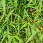 Load image into Gallery viewer, Set van 2 Japanse Esdoorn - Acer palmatum Koto-no-ito - Groen - Ø19cm
