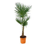 Load image into Gallery viewer, Trachycarpus Fortuneii - 120-140cm - Ø27
