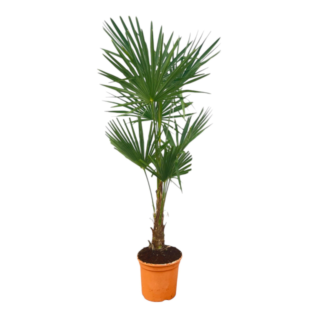 Trachycarpus Fortuneii - 120-140cm - Ø27