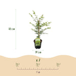 Load image into Gallery viewer, Set van 2 Japanse Esdoorn - Acer palmatum Emerald Lace - Groen
