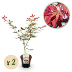 Load image into Gallery viewer, Set van 2 Japanse Esdoorn - Acer palmatum Sumi-nagashi - Rood
