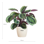 Load image into Gallery viewer, Calathea Medaillon met Viber wit - 65cm - Ø19
