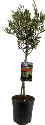 Load image into Gallery viewer, Olea Europaea &quot;op Stam&quot; - Ø19cm - ↕90cm
