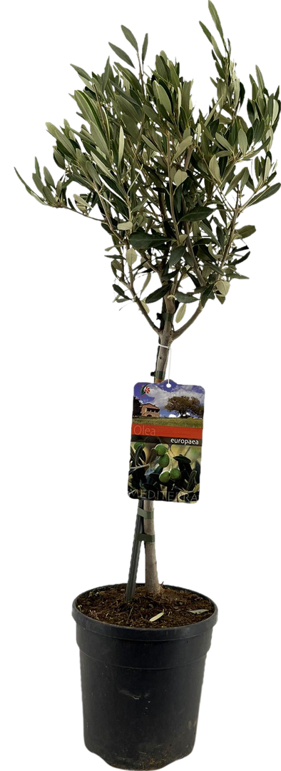 Olea Europaea "op Stam" - Ø19cm - ↕90cm