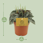 Load image into Gallery viewer, Peperomia Napoli Nights - Ø10,5cm - ↕15cm
