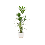Load image into Gallery viewer, Kentia palm inclusief elho Vibes Fold Round wit - 160cm - Ø30
