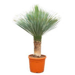 Load image into Gallery viewer, Yucca Rostrata - 140 - 160cm - Ø55
