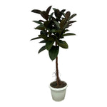 Load image into Gallery viewer, Ficus Elastica Robusta stam - 140 cm - Ø27cm
