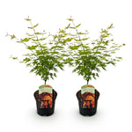 Load image into Gallery viewer, Set van 2 Japanse Esdoorn - Acer palmatum Orange Dream - Oranje
