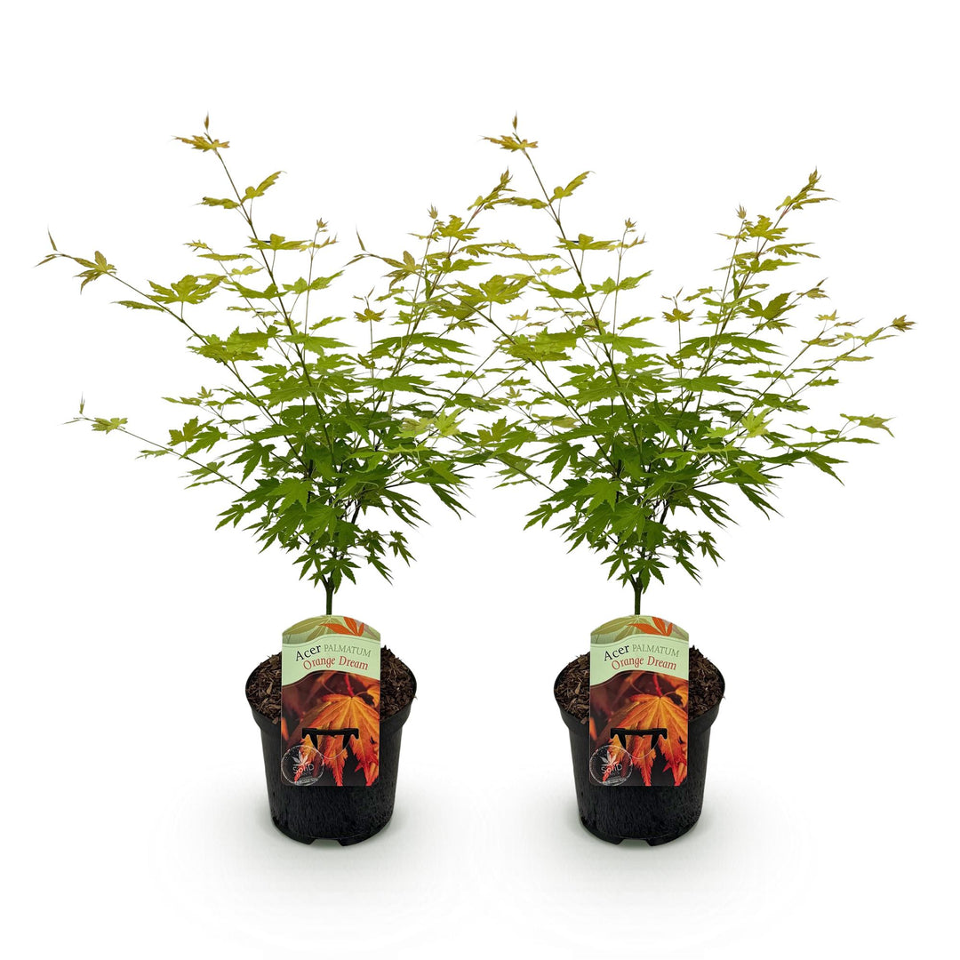 Set van 2 Japanse Esdoorn - Acer palmatum Orange Dream - Oranje