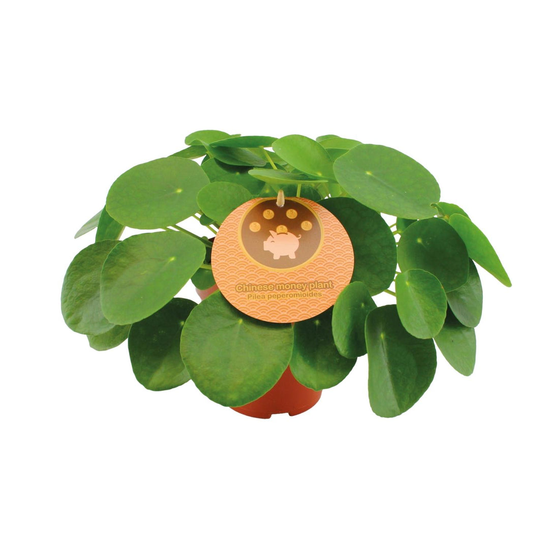 Pilea Peperomioides - Pannekoekenplant - Ø15cm - ↕30cm