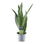 Load image into Gallery viewer, Sansevieria Spearmint - 45 cm - ø12
