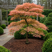 Set van 2 Japanse Esdoorn - Acer palmatum Iyoshi - Roze