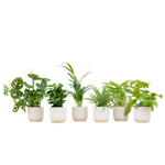 Load image into Gallery viewer, Verrassingsbox - 6 planten inclusief elho Vibes Fold Round Ø14 wit
