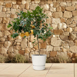 Load image into Gallery viewer, Citrus Pompelmo - 150 cm - ø40
