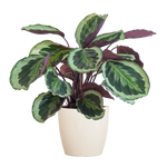 Load image into Gallery viewer, Calathea Medaillon met Viber wit - 65cm - Ø19
