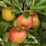 Load image into Gallery viewer, Malus Domestica Elstar - Appelboom - Ø21cm - ↕90cm
