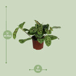 Load image into Gallery viewer, Maranta Leuconeura Fascinator Variegata - Ø12cm - ↕30cm
